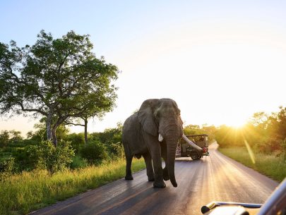 kruger-big-5-safari-experience