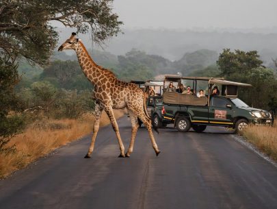 your-morning-guided-safari